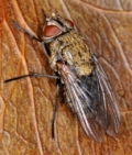 Pollenia rudis